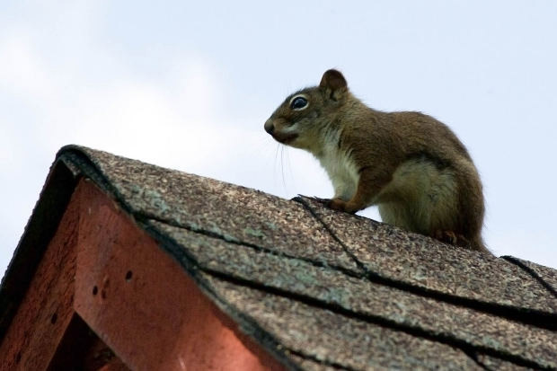 college station roofing companies repair animal damage
