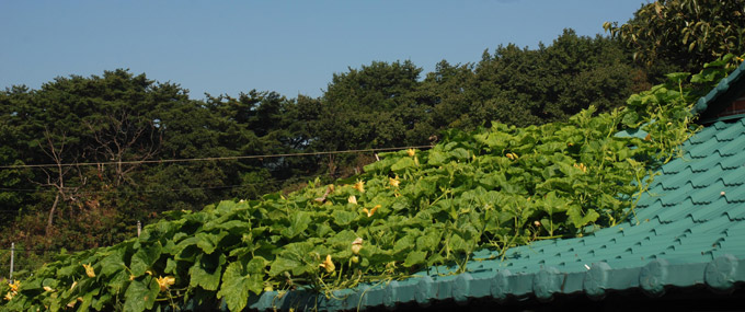 montgomery roof company shows a green roof in progress