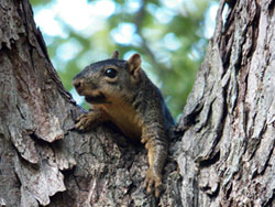 Squirrel Copyright 2012