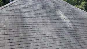 Fall Roof Maintenance Tip - Mold on Roof
