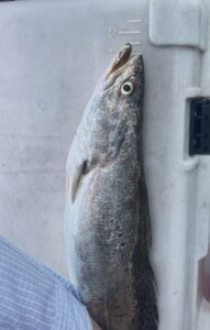 Speckled trout measured on a cooler during the Schulte Roofing annual fishing trip to the Chandeleur Islands in the Gulf of Mexico.